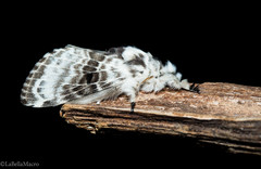 Tolype melascens