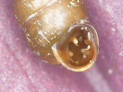 Vertigo pygmaea