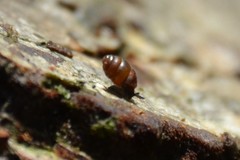 Vertigo pygmaea