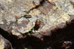 Vertigo pygmaea