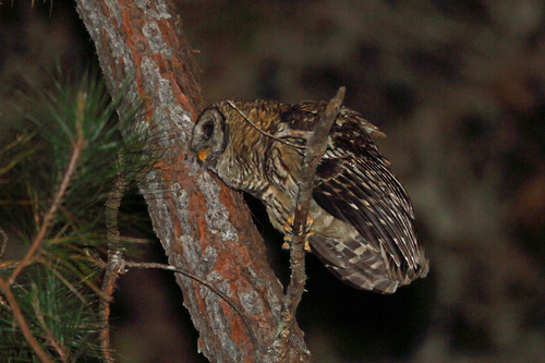 Strix fulvescens