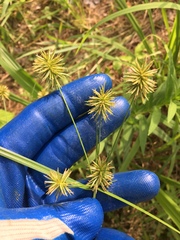 Cyperus lancastriensis