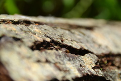 Vertigo pygmaea