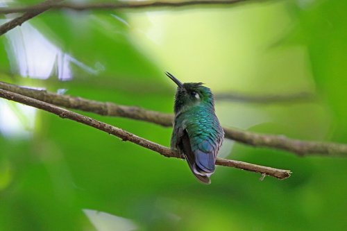 Emerald-chinned Hummingbird (Abeillia abeillei), photo 6