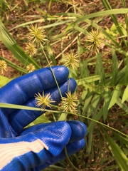 Cyperus lancastriensis