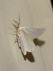 Cabera exanthemata