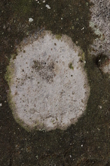 Pachnolepia pruinata