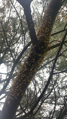 Cronartium ribicola