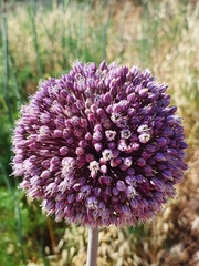 Allium commutatum