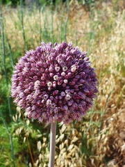 Allium commutatum