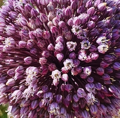 Allium commutatum