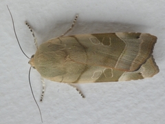 Noctua fimbriata