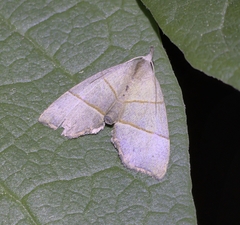 Gonepatica opalina