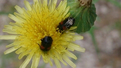 Divales bipustulatus