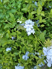 Plumbago auriculata