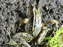 Lithobates taylori