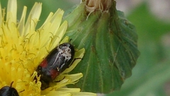Divales bipustulatus