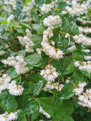 Deutzia pulchra