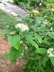 Cornus