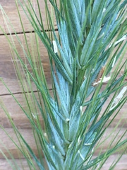 Elymus macgregorii