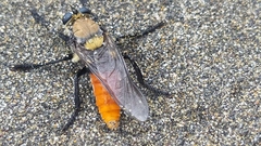 Eccritosia rubriventris