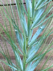 Elymus macgregorii