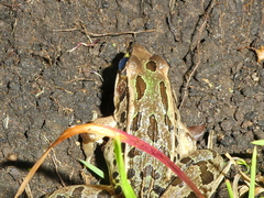 Lithobates taylori