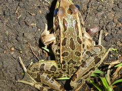 Lithobates taylori