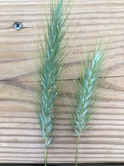 Elymus macgregorii
