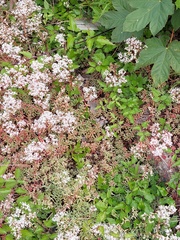 Sedum album