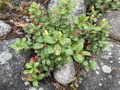Vaccinium vitis-idaea