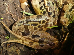 Lithobates taylori