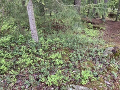 Vaccinium vitis-idaea