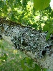Parmelia submontana
