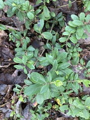 Vaccinium vitis-idaea