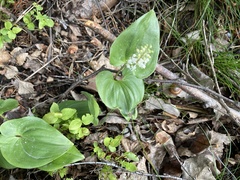 Maianthemum bifolium