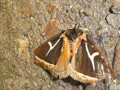 Agamana