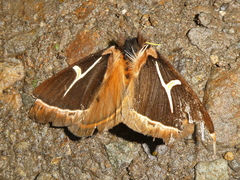 Agamana