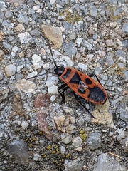 Pyrrhocoris apterus