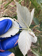 Rubus pascuus