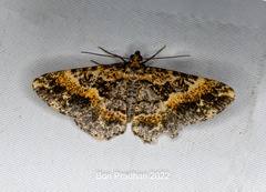 Harutaea flavizona