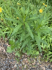 Chamaenerion angustifolium