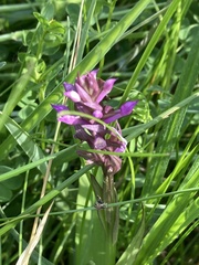 Dactylorhiza praetermissa