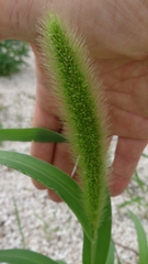 Setaria viridis pycnocoma