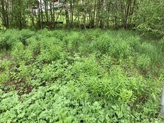 Chamaenerion angustifolium