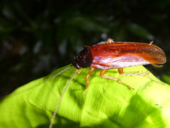 Ischnoptera