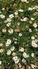 Argyranthemum dissectum