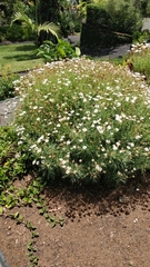 Argyranthemum dissectum