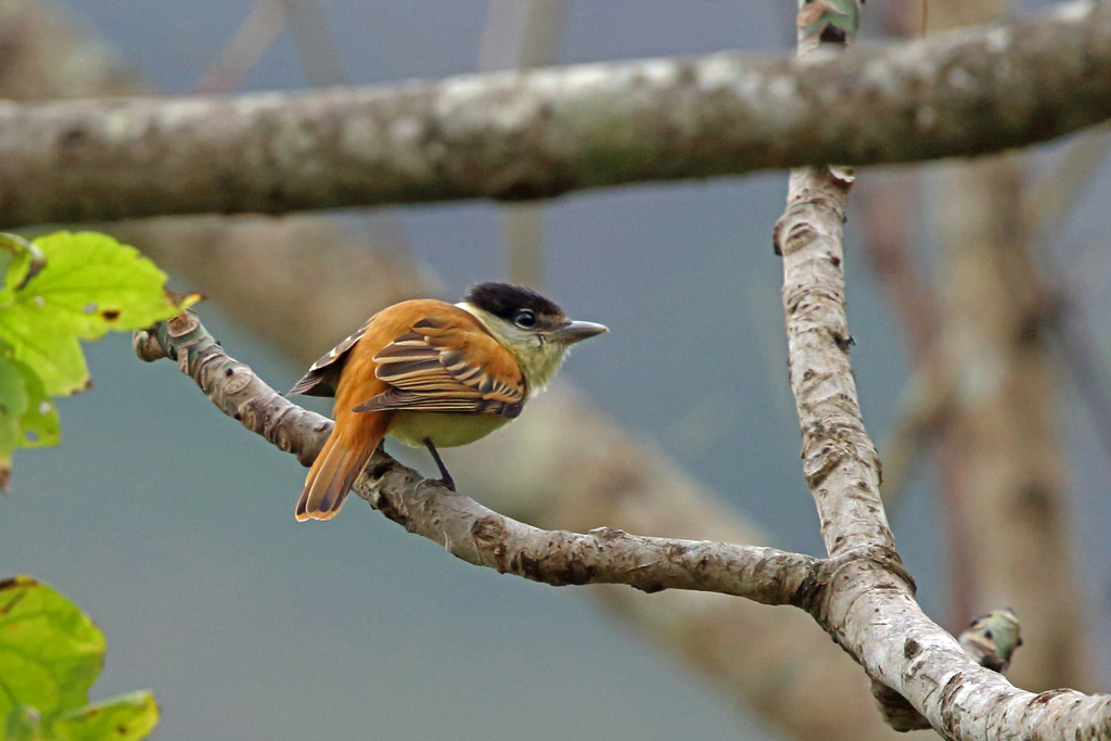 Eastern Grey-collared Becard