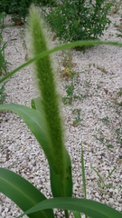 Setaria viridis pycnocoma